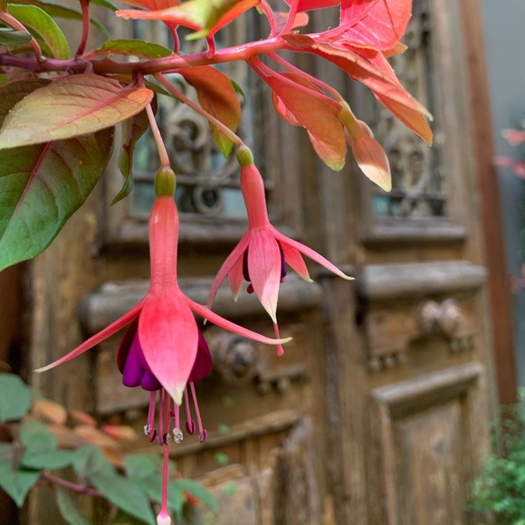 🌴Meet your Posher, Mimi🌴 - Picture 5 of 8